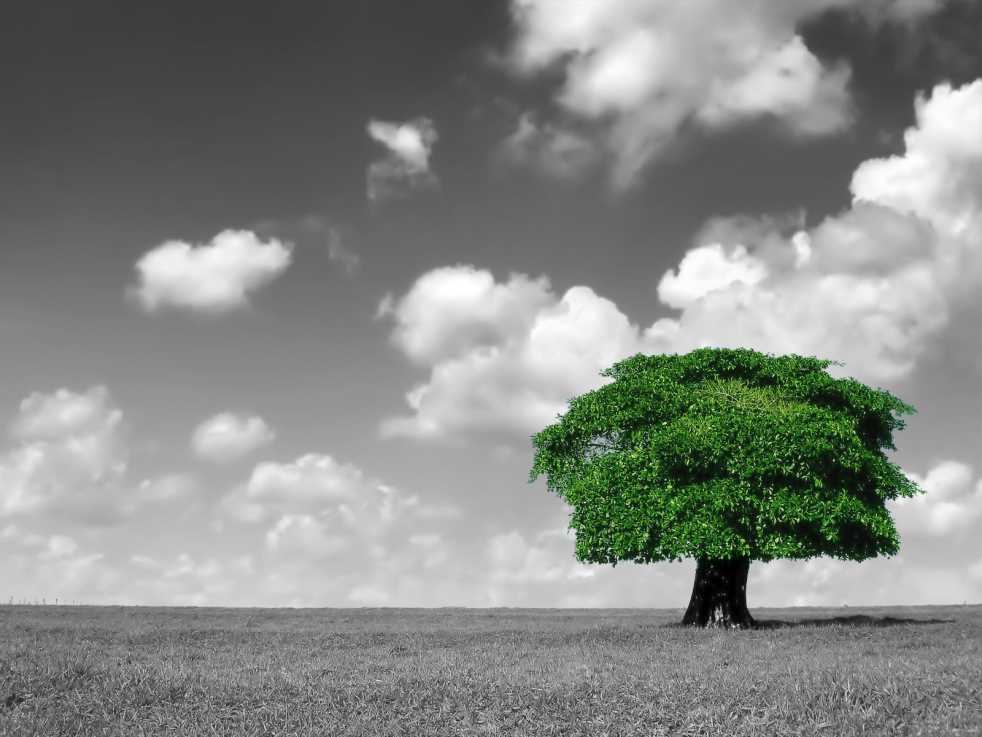 A single green tree in an open field under a cloudy sky